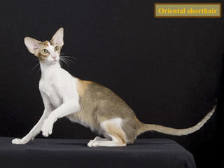 Oriental shorthair
 