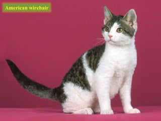 American wirehair
 