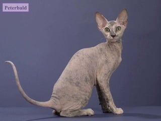 Peterbald
 
