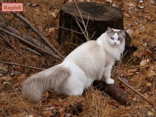 Ragdoll
 