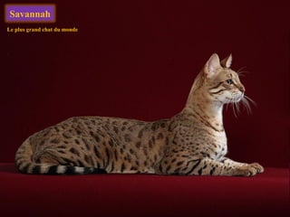 Savannah
Le plus grand chat du monde
 