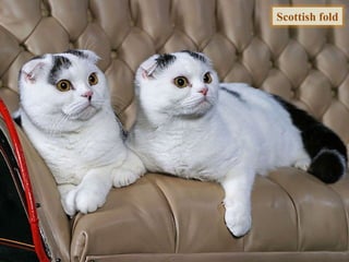 Scottish fold
 