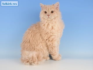 Selkirk rex
 