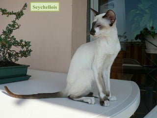 Seychellois
 
