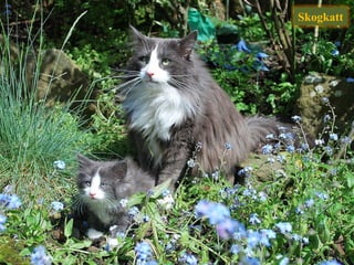 Skogkatt
 