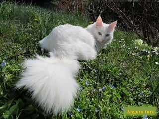 Angora turc
 