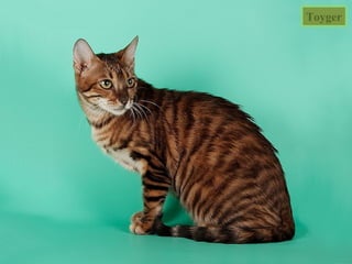 Toyger
 
