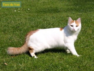 Turc de Van
 