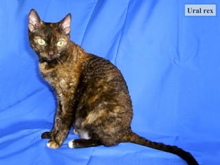 Ural rex
 