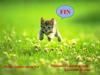 FIN




Photos copiées sur le Net   Musique: Le duo des chats
                                     Gioachino Rossini
 