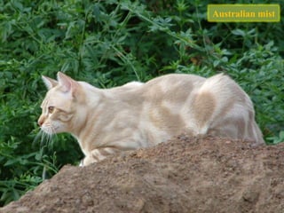 Australian mist
 
