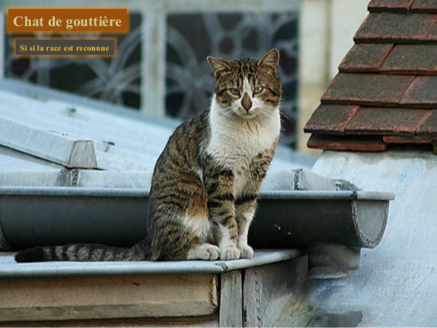 Tous Les Chats Du Monde Ou Presque Aphyose 1