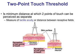 Tousif, role of receptors | PPT