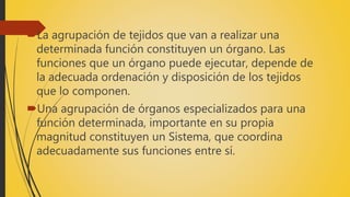 La agrupación de tejidos que van a realizar una
determinada función constituyen un órgano. Las
funciones que un órgano puede ejecutar, depende de
la adecuada ordenación y disposición de los tejidos
que lo componen.
Una agrupación de órganos especializados para una
función determinada, importante en su propia
magnitud constituyen un Sistema, que coordina
adecuadamente sus funciones entre sí.
 