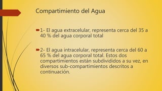 Compartimiento del Agua
1- El agua extracelular, representa cerca del 35 a
40 % del agua corporal total
2- El agua intracelular, representa cerca del 60 a
65 % del agua corporal total. Estos dos
compartimientos están subdivididos a su vez, en
diversos sub-compartimientos descritos a
continuación.
 