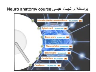 Neuro anatomy course ‫بواسطت د. شَماء عَسي‬
 