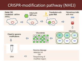 Towards a vaccine for African swine fever