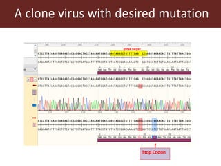 Towards a vaccine for African swine fever