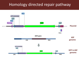 Towards a vaccine for African swine fever