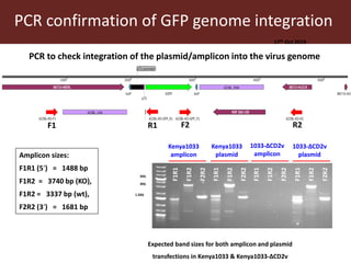 Towards a vaccine for African swine fever