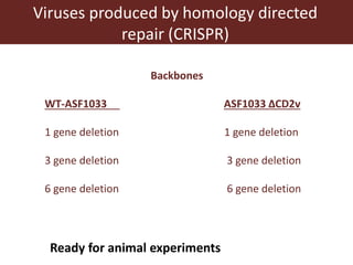 Towards a vaccine for African swine fever