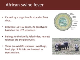 Towards a vaccine for African swine fever