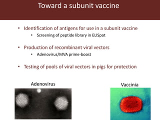 Towards a vaccine for African swine fever