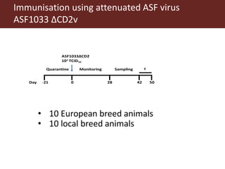 Towards a vaccine for African swine fever