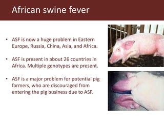 Towards a vaccine for African swine fever