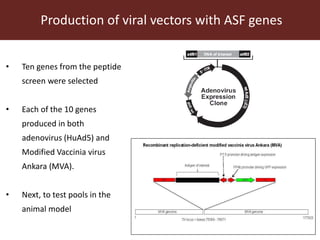 Towards a vaccine for African swine fever