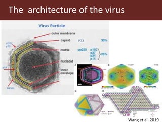 Towards a vaccine for African swine fever