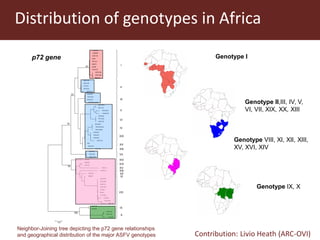 Towards a vaccine for African swine fever