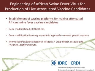 Towards a vaccine for African swine fever