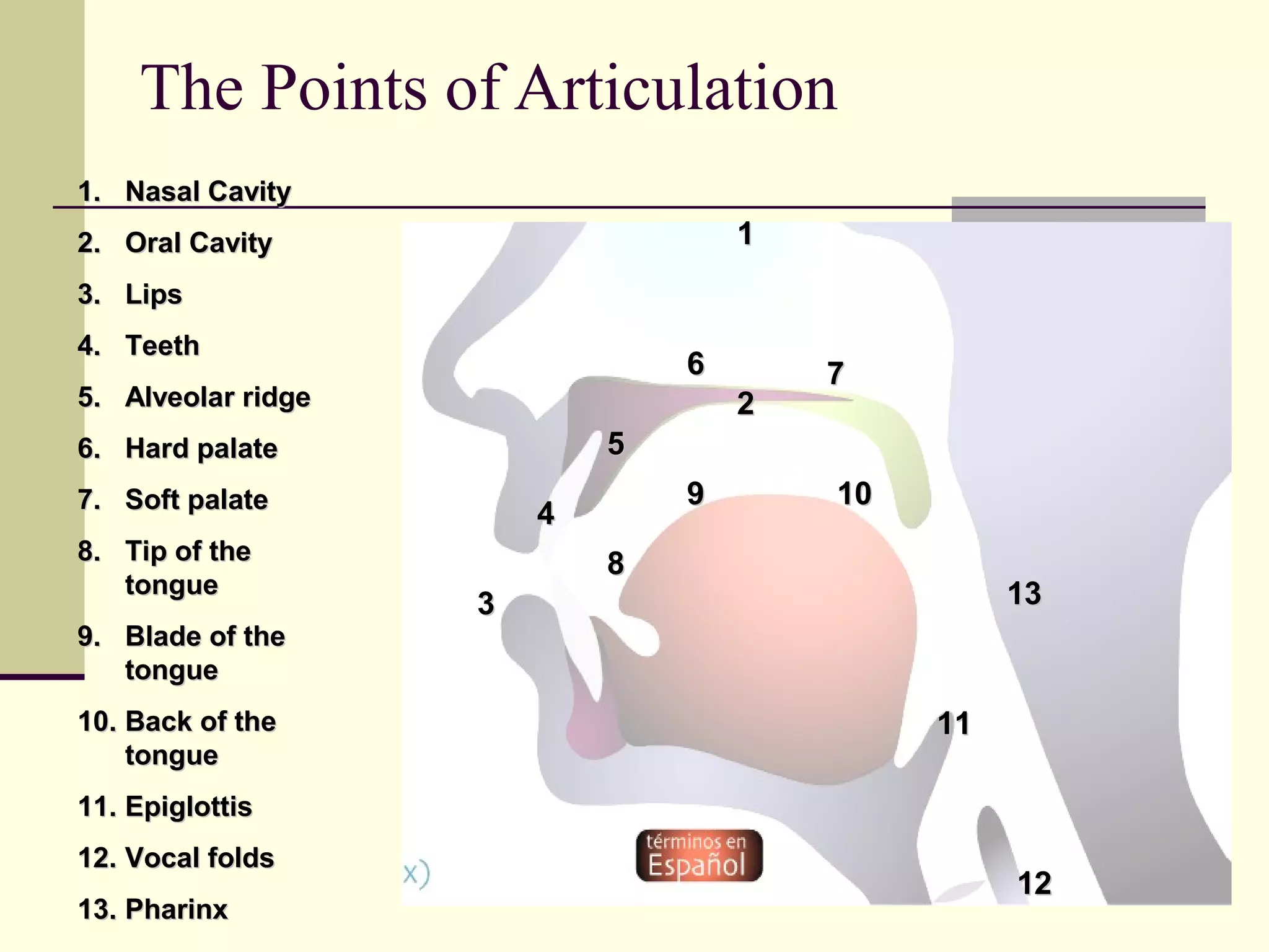 The Points of Articulation
1. Nasal Cavity

1

2. Oral Cavity
3. Lips
4. Teeth

6

5. Alveolar ridge

2
5

6. Hard palate
7. Soft palate
8. Tip of the
tongue
9. Blade of the
tongue
10. Back of the
tongue

7

9

4

10

8

13

3

11

11. Epiglottis
12. Vocal folds
13. Pharinx

12

 