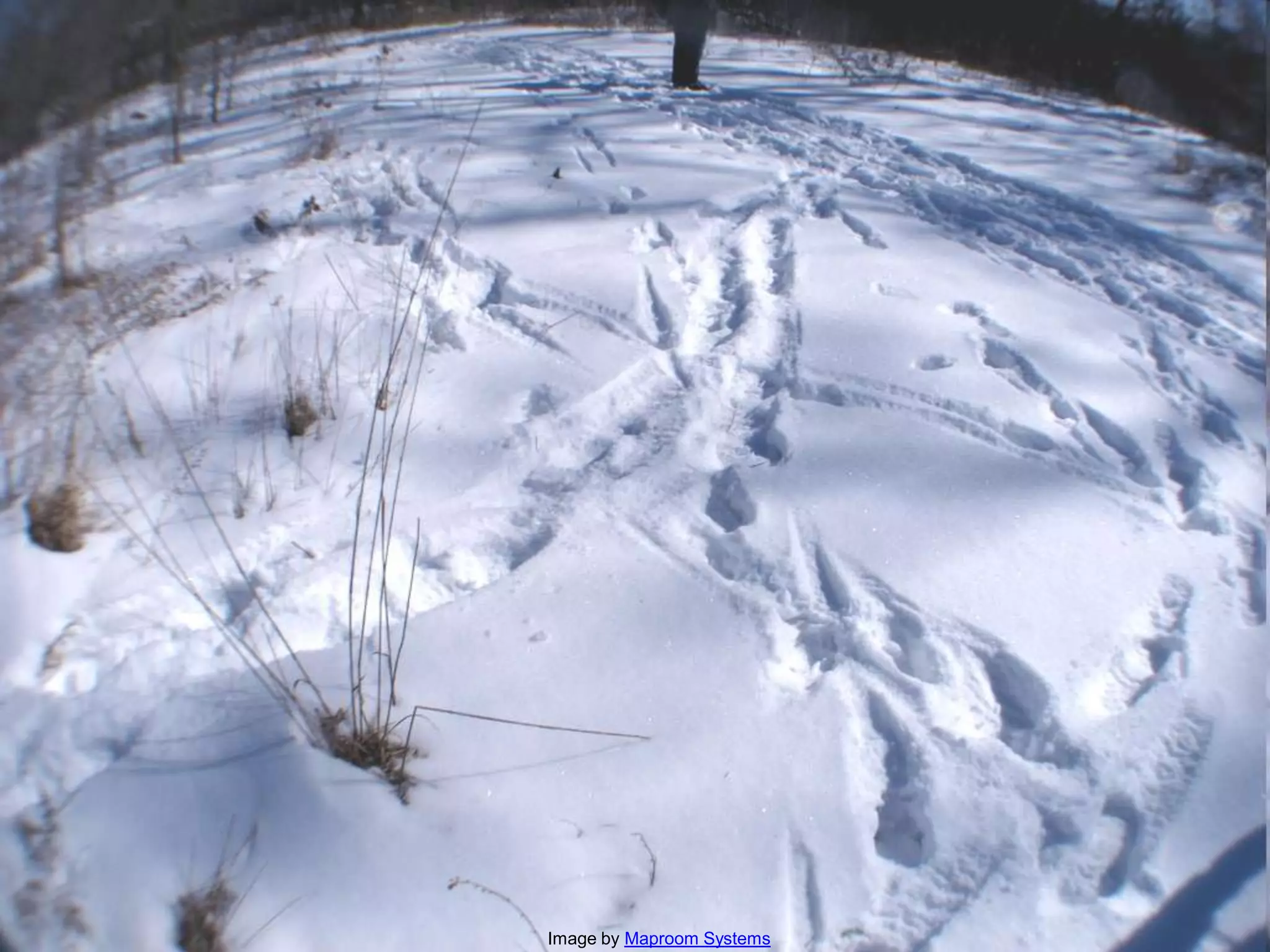 Image by Maproom Systems