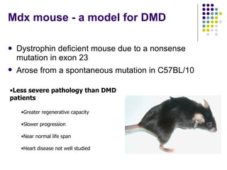Dmd Model Towards Gene Therapy For Duchenne Muscular Dystrophy Heart Disease | PPT