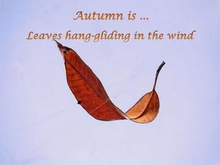 Autumnis... Leaves hang-gliding in the wind 