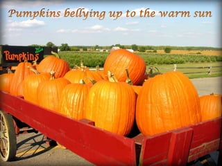 Pumpkins bellying up to the warm sun