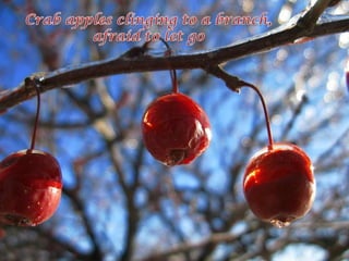 Crab apples clinging to a branch, afraid to let go