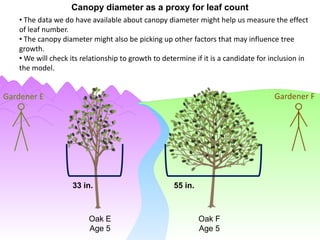 Canopy diameter as a proxy for leaf count
   • The data we do have available about canopy diameter might help us measure the effect
   of leaf number.
   • The canopy diameter might also be picking up other factors that may influence tree
   growth.
   • We will check its relationship to growth to determine if it is a candidate for inclusion in
   the model.


Gardener E                                                                           Gardener F




                    33 in.                          55 in.



                         Oak E                               Oak F
                         Age 5                               Age 5
 