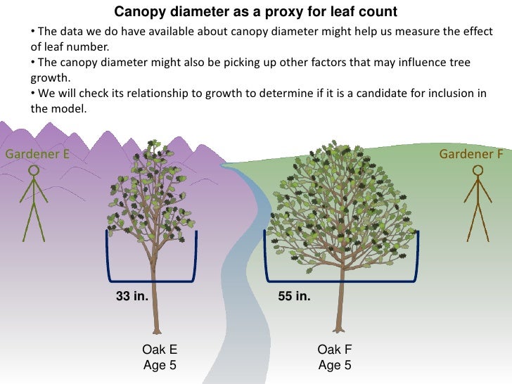 Tree Canopy Diameter & The Allometry Of Canopy Diameter ...