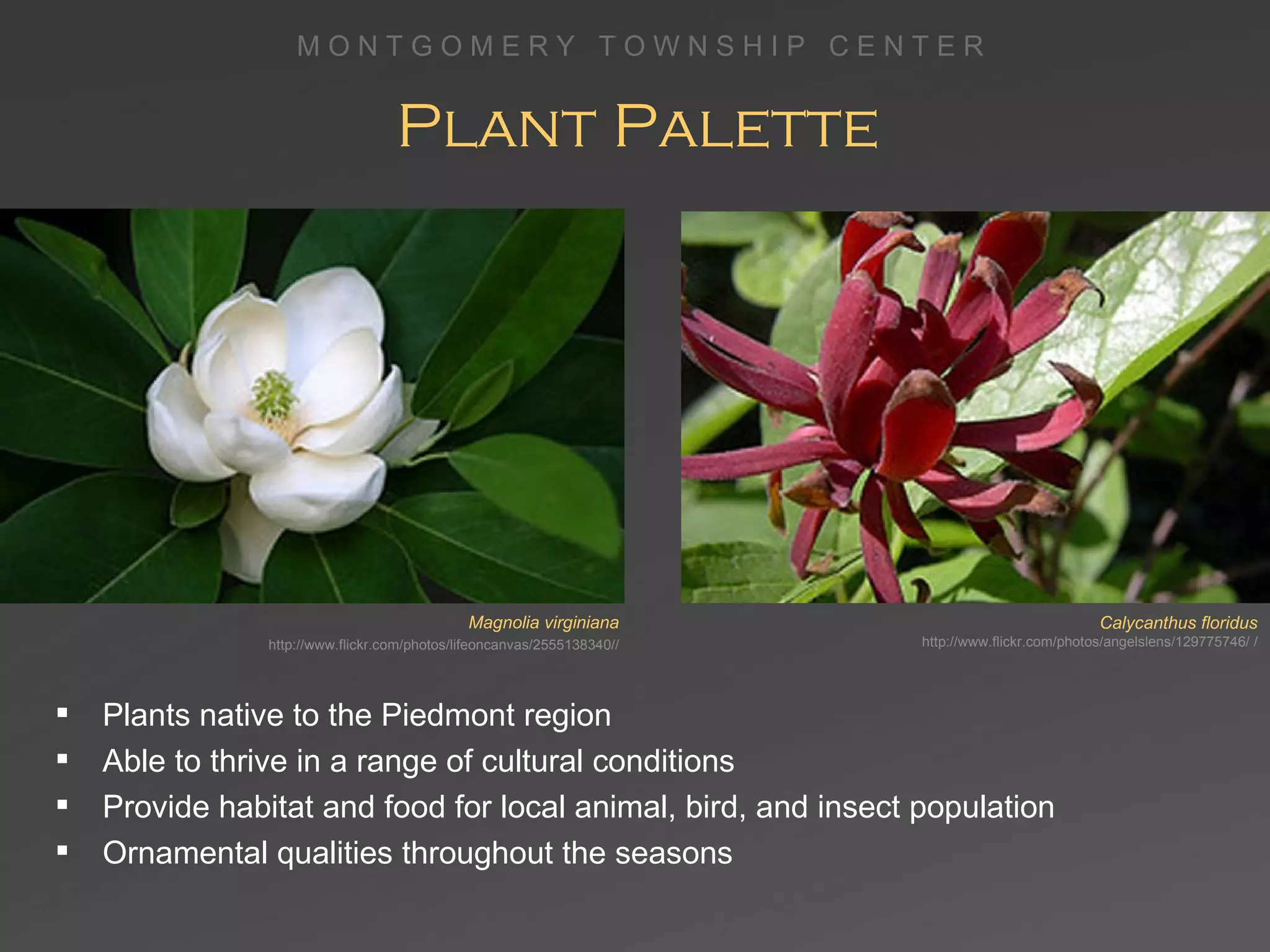 Plant Palette Plants native to the Piedmont region Able to thrive in a range of cultural conditions Provide habitat and food for local animal, bird, and insect population Ornamental qualities throughout the seasons Magnolia virginiana   http://www.flickr.com/photos/lifeoncanvas/2555138340// Calycanthus floridus  http://www.flickr.com/photos/angelslens/129775746/ / 