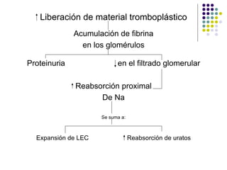Liberación de material tromboplástico Acumulación de fibrina en los glomérulos Proteinuria en el filtrado glomerular Reabsorción proximal De Na Se suma a: Expansión de LEC Reabsorción de uratos 