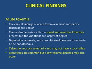 CLINICAL FINDINGS
Acute toxemia :
• The clinical findings of acute toxemia in most nonspecific
toxemias are similar.
• The syndrome varies with the speed and severity of the toxic
process but the variations are largely of degree
• Depression, anorexia, and muscular weakness are common in
acute endotoxemia
• Calves do not suck voluntarily and may not have a suck reflex.
• Scant feces are common but a low-volume diarrhea may also
occur
 