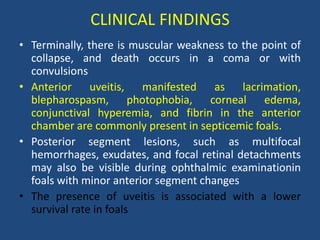 CLINICAL FINDINGS
• Terminally, there is muscular weakness to the point of
collapse, and death occurs in a coma or with
convulsions
• Anterior uveitis, manifested as lacrimation,
blepharospasm, photophobia, corneal edema,
conjunctival hyperemia, and fibrin in the anterior
chamber are commonly present in septicemic foals.
• Posterior segment lesions, such as multifocal
hemorrhages, exudates, and focal retinal detachments
may also be visible during ophthalmic examinationin
foals with minor anterior segment changes
• The presence of uveitis is associated with a lower
survival rate in foals
 