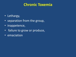 Chronic Toxemia
• Lethargy,
• separation from the group,
• inappetence,
• failure to grow or produce,
• emaciation
 