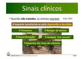 Sinais clínicos
Quando não tratados, os animais morrem;

(Pugh, 2005)

A toxemia caracteriza-se pela depressão e decúbito
Tremores
Incoordenação

Ranger de dentes
Andado “em círculo”

Separam do resto do rebanho

Nutrição Animal: Toxemia da gestação em ovinos

EA111

 