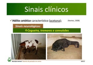 Sinais clínicos
Hálito cetótico característico (acetona);

(Nantes, 2008)

Sinais neurológicos:
Cegueira, tremores e convulsões

Nutrição Animal: Toxemia da gestação em ovinos

EA111

 