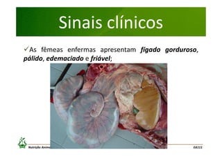 Sinais clínicos
As fêmeas enfermas apresentam fígado gorduroso,
pálido, edemaciado e friável;

Nutrição Animal: Toxemia da gestação em ovinos

EA111

 