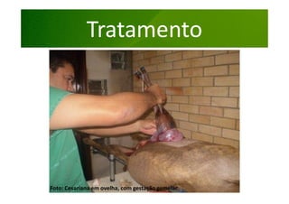 Tratamento

Foto: Cesariana em ovelha, com gestação gemelar

 